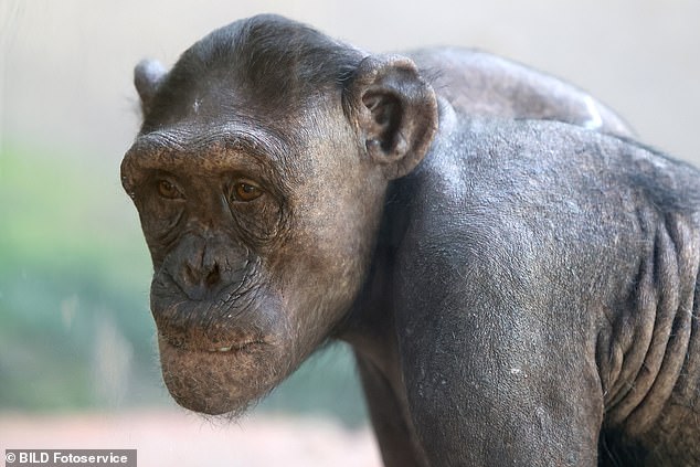 1710952996 722 Chimpanzees go almost completely bald after pulling out their hair