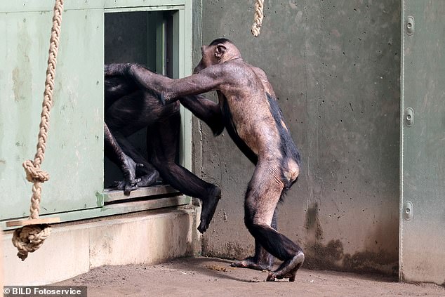 The chimpanzees were said to have pulled out their hair because they were “stressed”.