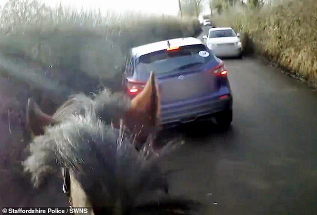 A white vehicle waits patiently for the horse to pass safely on the narrow road. But suddenly, out of nowhere, a big blue 4x4 comes from behind and tries to overtake the horse at full speed, on the same side of the road as the other vehicle.