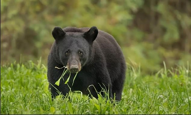 Black bears can be found in the southeastern area of ​​Okefenokee Swamp, formed over 65 million years ago.