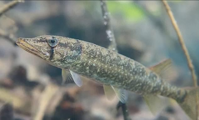 Georgia residents are outraged by the titanium dioxide mine, fearing it will destroy the Okefenokee Swamp ecosystem, including the Redfin Pickerel fish.