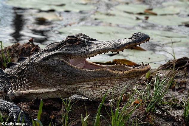 The American alligator lives in the swamp and Twin Pines Minerals LLC says it will mine no deeper than 50 feet so as not to harm the ecosystem.