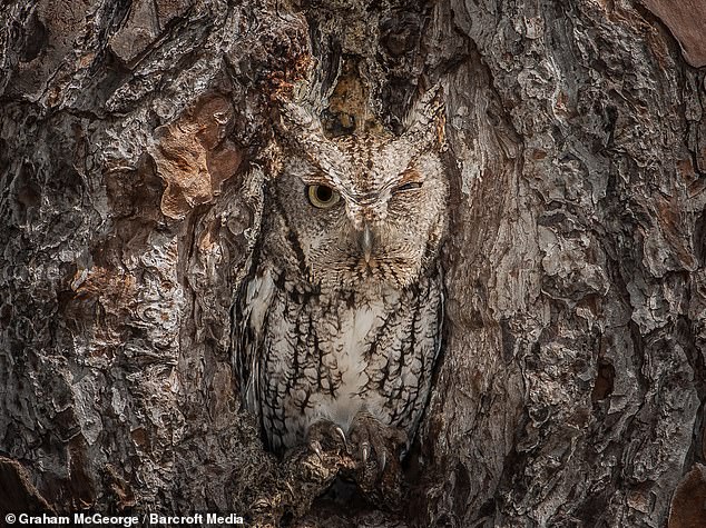 Okefenokee is home to more than 420 animals, including fish, amphibians and reptiles, as well as the camouflage owl scopscowl.