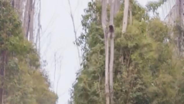 The video circulating online, which shows koalas clinging to falling blue gum, was filmed over two days in November 2023 and January 2024.