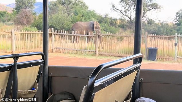 As the bus sped away, the tired animal kept an eye on the safari tourists.
