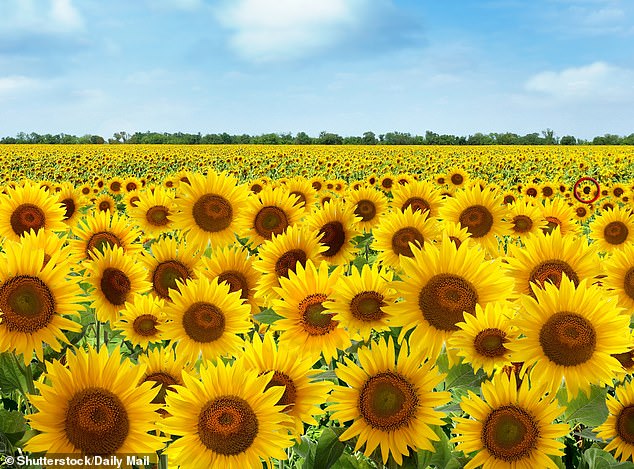 At the bottom right, the sunflower emoji is hidden behind two real flowers