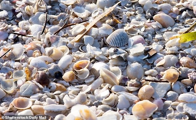 Can you find the emoji hidden in the pile of seashells of all shapes and colors?