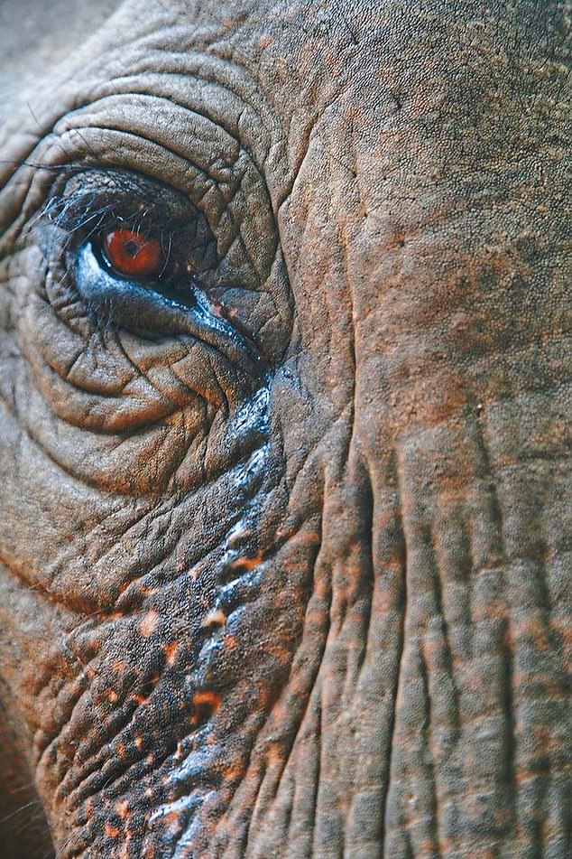 1711012232 103 The astonishing proof that elephants grieve as deeply as we