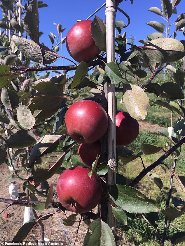 Redloves were grown in Switzerland by crossing several varieties of apples and have been available in Australia since 2018.
