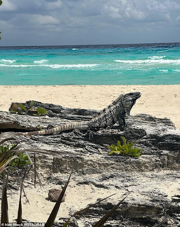 She's made a new friend in the form of a sunbathing iguana who appears to be sunbathing.