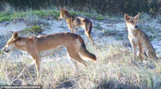 There have been more than 33 dingo attacks on K'gari since 2018