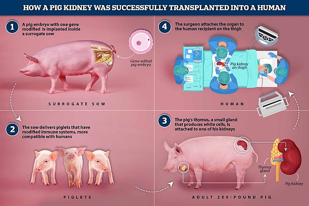 How did it work? This graphic shows the process from the pig embryo to the attachment of the organ to a human patient. Boston patient received genetically modified pig kidney
