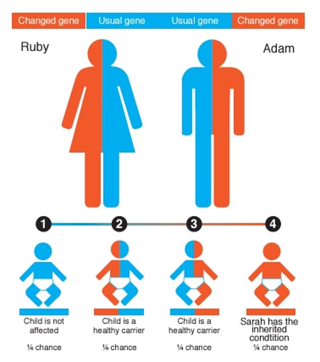 This graphic, from NHS Disrupted Materials with Bradford Couples, explains some of the genetic risks of having children with a close relative. Two parents carrying a recessive gene have an increased risk of having a child with a hereditary disease