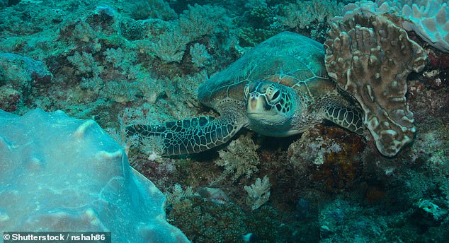The area is a breeding ground for endangered sea turtles, like the one pictured here in Watamu Marine National Park.