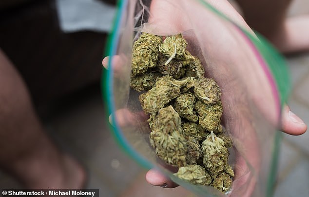 Experts will explore cannabis use at a drug summit planned for later this year, as authorities continue to grapple with how the drug is consumed by users (stock image).
