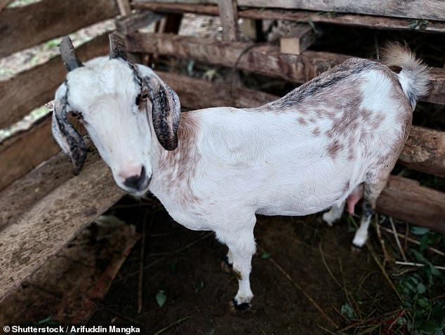 Authorities suspect the goat caught the flu from the infected bird because the animals shared the same space and had access to a common water source (file image)