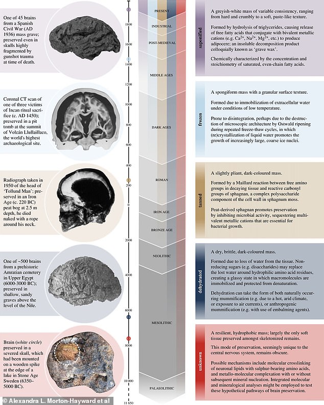 This table shows the five main types of brain preservation: saponification, freezing, tanning, dehydration and “unknown”.  The middle bars show that the further back in time we go, the less of each type of preservation we find.