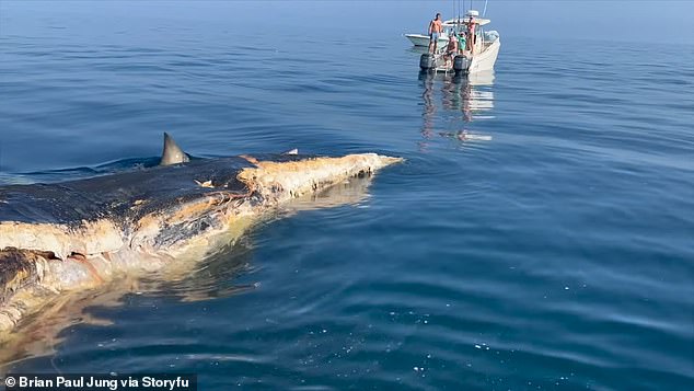 The shark was most interested in a whale carcass floating above the water.