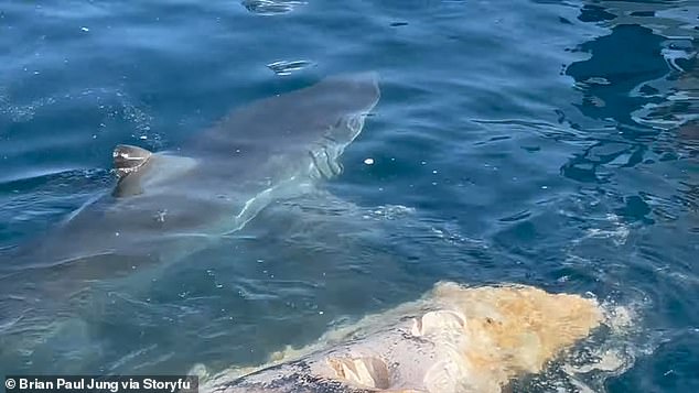 In total, three sharks, not all seen on video, were feasting on the carcass, according to the cameraman.