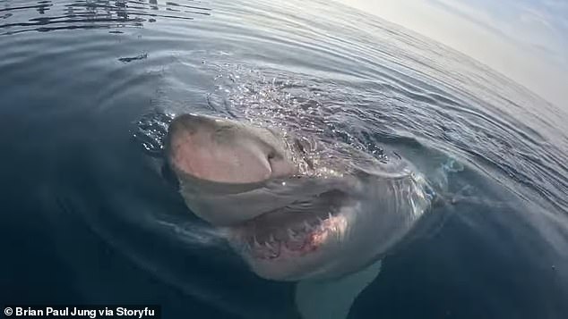 A sighting of great whites is not uncommon off the coast of Florida, as their range extends from Maine to the Gulf of Mexico and the American Caribbean.