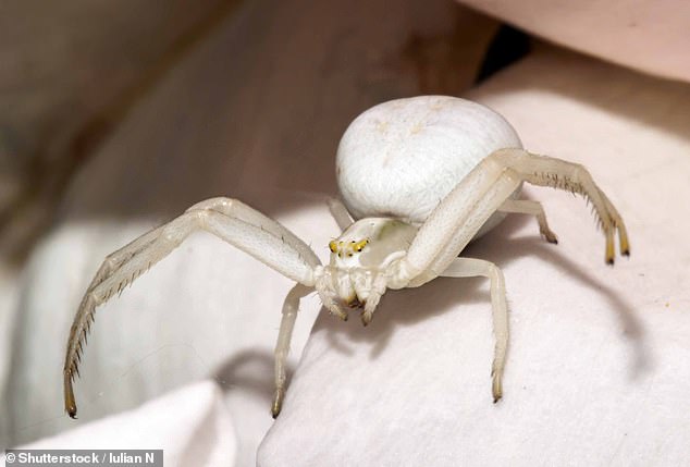 Crab spiders, like flower crab spiders, use their camouflage to blend into flower petals where they can jump out and catch visiting pollinators.