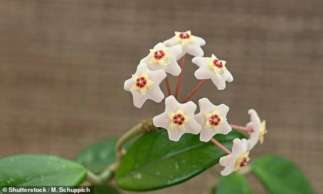 The spiders were found on a Hoya pandurata flower (photo). They think the male mimics the darker center while the female resembles the white outer petals.