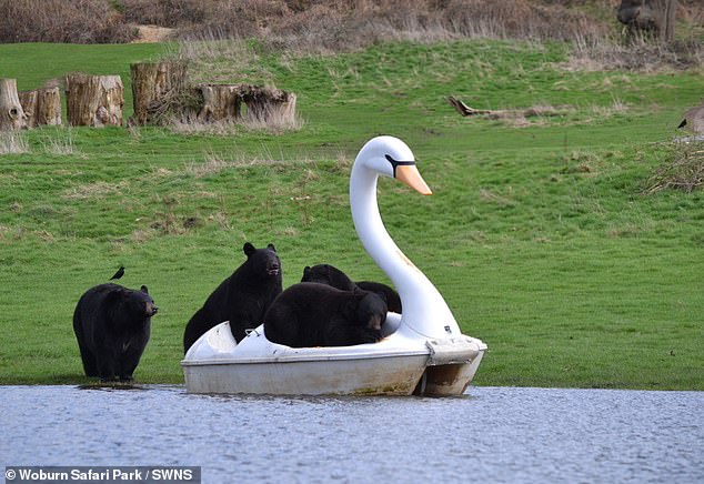 A temporary lake had formed after the ground became waterlogged following heavy rainfall. The staff were quick to take advantage of the situation and borrowed a swan-shaped pedalo and set it at the edge of the new body of water
