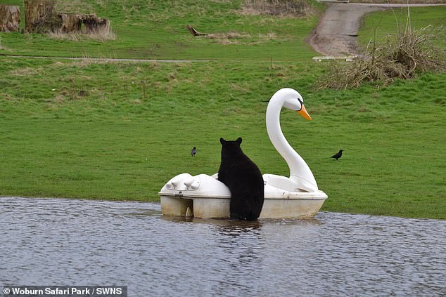 And it wasn't long before they went to investigate.  One by one, the group of bears - also known as a sleuth - began to climb into the boat as it floated on the lake until all four seats were occupied