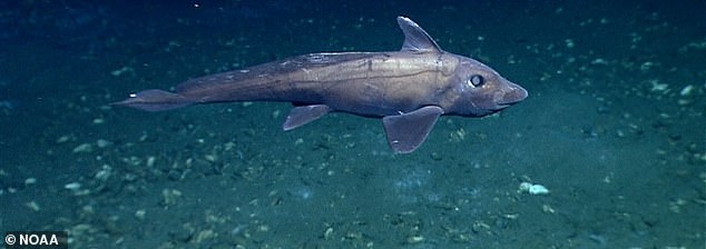 Members of the ghost shark family have been found as much as four feet long, but scientists suspect they can grow up to six in some cases