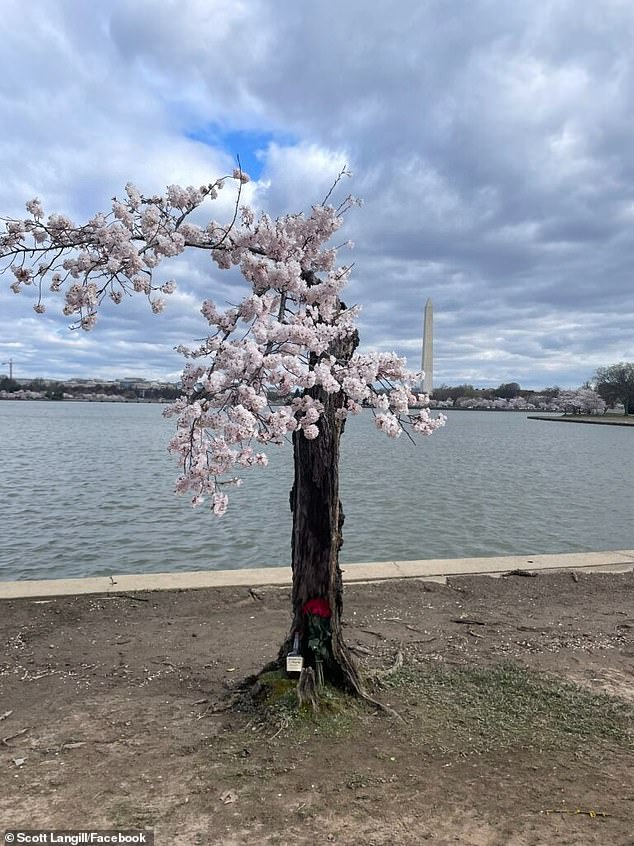 News of Stumpy's last spring has people abandoning flowers and bourbon and had one Reddit user threatening to chain himself to the trunk to save the tree