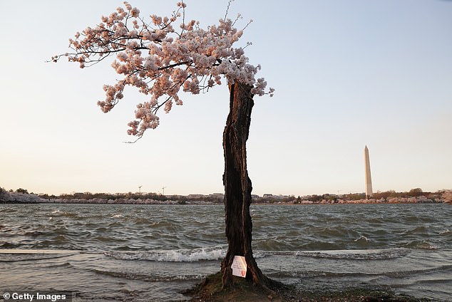 The good news on Stumpy is that the National Arboretum plans to take parts of the tree's genetic material and create clones, some of which will eventually be replanted at the Tidal Basin
