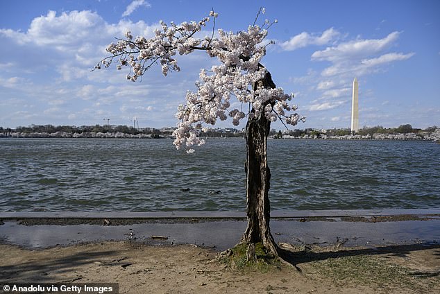 The National Park Service is preparing to remove nearly 150 cherry trees in an effort to repair the city's deteriorating seawalls