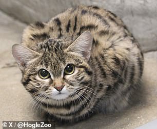 The zoo, which posts pictures of the baby cat regularly to great fanfare, says she weighs about 2.64 pounds