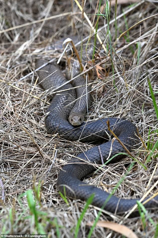 Triple 0 calls for snake bites are increasing in Queensland with 986 made in 2023
