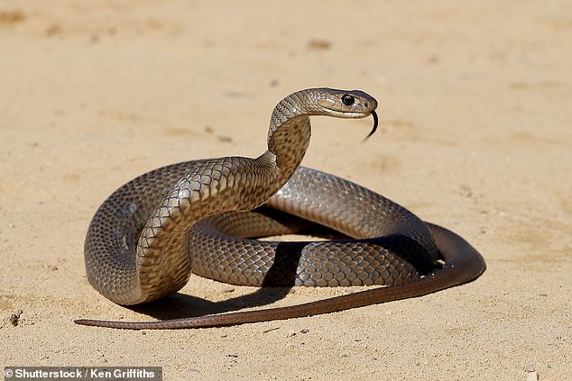 Snake researcher Bryan Fry said the bite typically kills victims within 15 minutes.