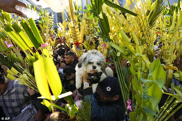 A dog is carried by his owner as devotees bless his palm branches with holy water at the Antipolo Cathedral, Philippines.