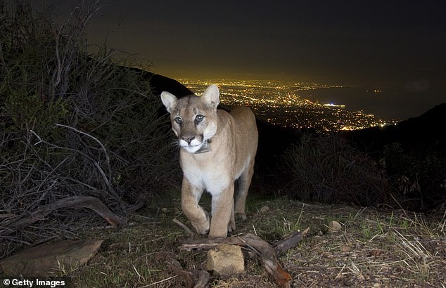 The last fatal encounter with a mountain lion in the state occurred in 2004, according to the California Department of Fish and Wildlife.