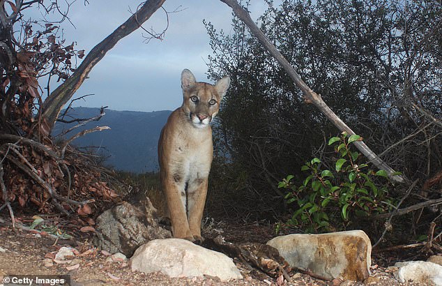 The cougar involved in Saturday's attack was euthanized near the scene of the attack. His body was sent to a forensic laboratory for analysis.