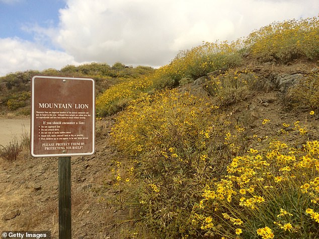 In most cases where cougars attack, they are injured, stressed or hungry (pictured: a cougar warning sign on the Diamond Valley Lake Wildflower Trail)