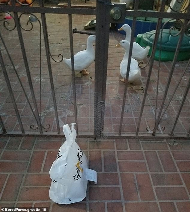 In one hilarious moment, a delivery driver dropped off a bag of takeaways to unlikely customers – geese