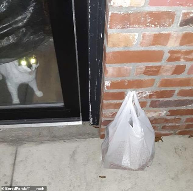Another delivery driver was greeted at the door by a four-legged friend, but he didn't seem happy with the food's arrival.