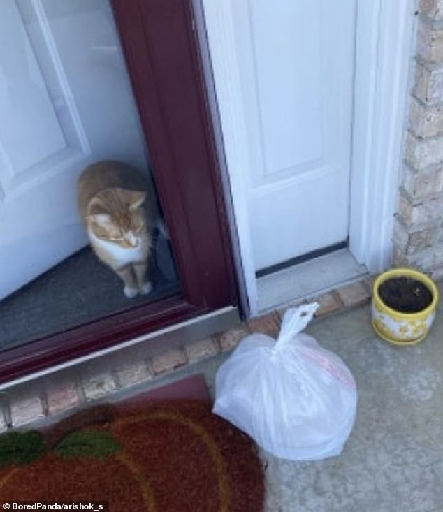 A delivery driver dropped off a bag of food to the alleged home owner, and he wasn't a human