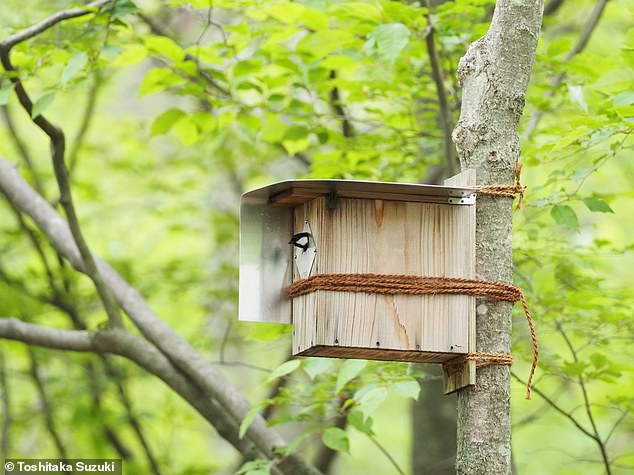 Professor Suzuki and his co-researcher Norimasa Sugita observed the behavior of 16 birds (eight pairs) with chicks living in nest boxes.