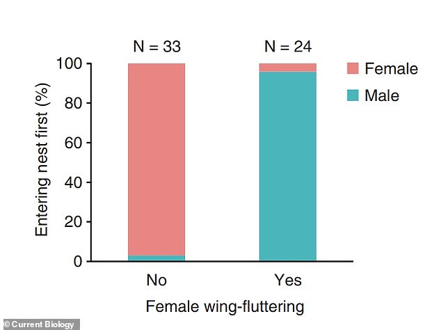 The graph shows nest entry order (percentage of nest visits in which each sex entered the nest first) in relation to female flapping.