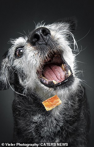 Poldi the dog (pictured) receiving a treat in a sweet photograph