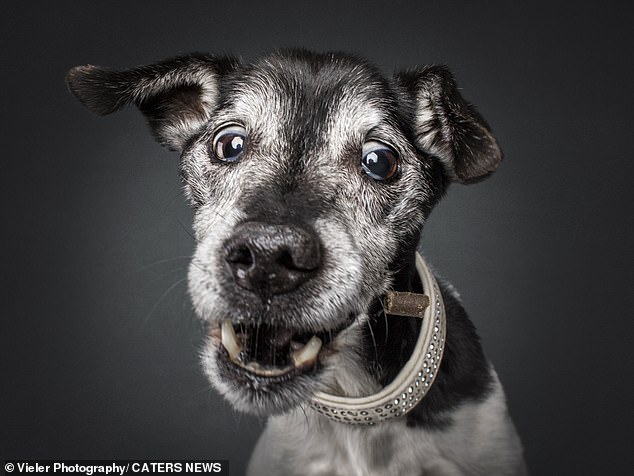 According to photographer Christian Vieler, the project is underway and he intends to continue photographing older dogs.