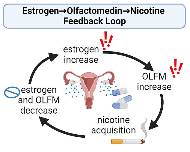 A diagram from Pauss' research showing how the estrogen and nicotine craving cycle occurs.