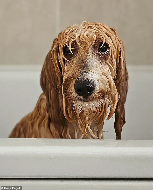Showing an adorable dog during bath time, this photograph won the Pet category at the Mobile Photography Awards. It was taken in Scotland by Ross Page, who used a Samsung S23 Ultra to capture the image titled Bath Night.