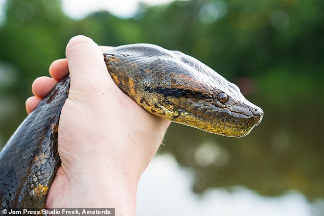 A team of 15 international biologists discovered the northern green anaconda in February, named it 'Ana Julia' and determined it was a new species based on a 5.5 percent difference in its DNA compared to other anacondas.