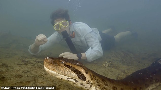 The biologist captured incredible footage of him swimming with Ana Julia last month, showing that the snake was as thick as a car tire - it weighed 440 pounds.